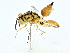  (chalMalaise5845 - BIOUG95323-C11)  @11 [ ] CreativeCommons - Attribution (2022) CBG Photography Group Centre for Biodiversity Genomics