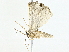  ( - BIOUG95323-E03)  @11 [ ] CreativeCommons - Attribution (2022) CBG Photography Group Centre for Biodiversity Genomics