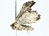  ( - BIOUG95323-E08)  @11 [ ] CreativeCommons - Attribution (2022) CBG Photography Group Centre for Biodiversity Genomics