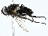  ( - BIOUG95324-D11)  @11 [ ] CreativeCommons - Attribution (2022) CBG Photography Group Centre for Biodiversity Genomics