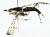  ( - BIOUG95324-E03)  @11 [ ] CreativeCommons - Attribution (2022) CBG Photography Group Centre for Biodiversity Genomics