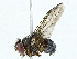  ( - BIOUG95325-C05)  @11 [ ] CreativeCommons - Attribution (2022) CBG Photography Group Centre for Biodiversity Genomics