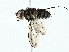  ( - BIOUG95326-B06)  @11 [ ] CreativeCommons - Attribution (2022) CBG Photography Group Centre for Biodiversity Genomics