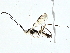  ( - BIOUG95354-D06)  @11 [ ] CreativeCommons - Attribution (2022) CBG Photography Group Centre for Biodiversity Genomics