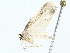  (Antaeotricha Malaise5102 - BIOUG95354-E08)  @11 [ ] CreativeCommons - Attribution (2022) CBG Photography Group Centre for Biodiversity Genomics