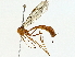  ( - BIOUG95355-A01)  @11 [ ] CreativeCommons - Attribution (2022) CBG Photography Group Centre for Biodiversity Genomics