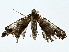  ( - BIOUG95356-E10)  @11 [ ] CreativeCommons - Attribution (2022) CBG Photography Group Centre for Biodiversity Genomics
