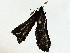  ( - BIOUG95356-F01)  @11 [ ] CreativeCommons - Attribution (2022) CBG Photography Group Centre for Biodiversity Genomics