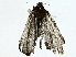  ( - BIOUG95356-F04)  @11 [ ] CreativeCommons - Attribution (2022) CBG Photography Group Centre for Biodiversity Genomics