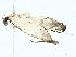  ( - BIOUG95356-H09)  @11 [ ] CreativeCommons - Attribution (2022) CBG Photography Group Centre for Biodiversity Genomics