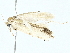  (Antaeotricha Malaise1611 - BIOUG95356-H11)  @11 [ ] CreativeCommons - Attribution (2022) CBG Photography Group Centre for Biodiversity Genomics