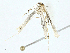  ( - BIOUG95280-D08)  @11 [ ] CreativeCommons - Attribution (2022) CBG Photography Group Centre for Biodiversity Genomics