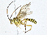  ( - BIOUG95283-C03)  @11 [ ] CreativeCommons - Attribution (2023) CBG Photography Group Centre for Biodiversity Genomics