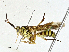  ( - BIOUG95283-D01)  @11 [ ] CreativeCommons - Attribution (2023) CBG Photography Group Centre for Biodiversity Genomics