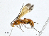  (Ondigus Malaise2812 - BIOUG95283-D06)  @11 [ ] CreativeCommons - Attribution (2023) CBG Photography Group Centre for Biodiversity Genomics