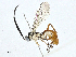  ( - BIOUG95283-F08)  @11 [ ] CreativeCommons - Attribution (2023) CBG Photography Group Centre for Biodiversity Genomics