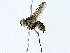  ( - BIOUG95327-B12)  @11 [ ] CreativeCommons - Attribution (2023) CBG Photography Group Centre for Biodiversity Genomics