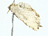  ( - BIOUG95328-A05)  @11 [ ] CreativeCommons - Attribution (2023) CBG Photography Group Centre for Biodiversity Genomics