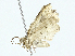  ( - BIOUG95328-A08)  @11 [ ] CreativeCommons - Attribution (2023) CBG Photography Group Centre for Biodiversity Genomics
