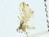  ( - BIOUG95328-A11)  @11 [ ] CreativeCommons - Attribution (2023) CBG Photography Group Centre for Biodiversity Genomics