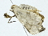  ( - BIOUG95358-D11)  @11 [ ] CreativeCommons - Attribution (2022) CBG Photography Group Centre for Biodiversity Genomics