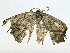  ( - BIOUG95360-G06)  @11 [ ] CreativeCommons - Attribution (2023) CBG Photography Group Centre for Biodiversity Genomics