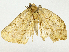  (Eusarca Malaise7789 - BIOUG95360-H10)  @11 [ ] CreativeCommons - Attribution (2023) CBG Photography Group Centre for Biodiversity Genomics