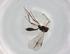  (Meteorus Malaise9327 - BIOUG96108-A02)  @11 [ ] CreativeCommons - Attribution (2023) Centre for Biodiversity Genomics Centre for Biodiversity Genomics