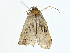  ( - BIOUG98661-B03)  @11 [ ] CreativeCommons - Attribution (2023) CBG Photography Group Centre for Biodiversity Genomics