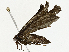  ( - BIOUG98661-F01)  @11 [ ] CreativeCommons - Attribution (2023) CBG Photography Group Centre for Biodiversity Genomics