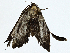  ( - BIOUG98661-G06)  @11 [ ] CreativeCommons - Attribution (2023) CBG Photography Group Centre for Biodiversity Genomics