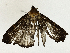  ( - BIOUG98661-H01)  @11 [ ] CreativeCommons - Attribution (2023) CBG Photography Group Centre for Biodiversity Genomics