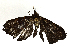  ( - BIOUG98661-H03)  @11 [ ] CreativeCommons - Attribution (2023) CBG Photography Group Centre for Biodiversity Genomics