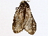  ( - BIOUG98662-A01)  @11 [ ] CreativeCommons - Attribution Non-Commercial Share-Alike (2023) CBG Photography Group Centre for Biodiversity Genomics