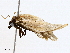  ( - BIOUG98662-A02)  @11 [ ] CreativeCommons - Attribution Non-Commercial Share-Alike (2023) CBG Photography Group Centre for Biodiversity Genomics