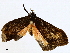  ( - BIOUG98662-A03)  @11 [ ] CreativeCommons - Attribution Non-Commercial Share-Alike (2023) CBG Photography Group Centre for Biodiversity Genomics
