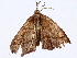  (Semaeopus Malaise0847 - BIOUG98662-A08)  @11 [ ] CreativeCommons - Attribution Non-Commercial Share-Alike (2023) CBG Photography Group Centre for Biodiversity Genomics