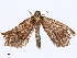  ( - BIOUG98662-B07)  @11 [ ] CreativeCommons - Attribution Non-Commercial Share-Alike (2023) CBG Photography Group Centre for Biodiversity Genomics