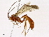  ( - BIOUG98662-C11)  @11 [ ] CreativeCommons - Attribution Non-Commercial Share-Alike (2023) CBG Photography Group Centre for Biodiversity Genomics