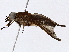 ( - BIOUG98663-A10)  @11 [ ] CreativeCommons - Attribution (2023) CBG Photography Group Centre for Biodiversity Genomics