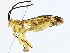  (Neotheronia Malaise4514 - BIOUG98663-E03)  @11 [ ] CreativeCommons - Attribution (2023) CBG Photography Group Centre for Biodiversity Genomics