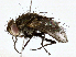  ( - BIOUG98664-H07)  @11 [ ] CreativeCommons - Attribution (2023) CBG Photography Group Centre for Biodiversity Genomics