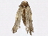  ( - BIOUG98665-B11)  @11 [ ] CreativeCommons - Attribution (2023) CBG Photography Group Centre for Biodiversity Genomics