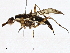  ( - BIOUG98665-F04)  @11 [ ] CreativeCommons - Attribution (2023) CBG Photography Group Centre for Biodiversity Genomics