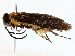  ( - BIOUG98665-H04)  @11 [ ] CreativeCommons - Attribution (2023) CBG Photography Group Centre for Biodiversity Genomics