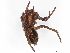  ( - BIOUG98665-H05)  @11 [ ] CreativeCommons - Attribution Non-Commercial Share-Alike (2023) CBG Photography Group Centre for Biodiversity Genomics