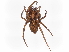  ( - BIOUG98665-H06)  @11 [ ] CreativeCommons - Attribution Non-Commercial Share-Alike (2023) CBG Photography Group Centre for Biodiversity Genomics