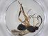  (Nealiolus Malaise5047 - CBG-A36067-D10)  @11 [ ] CreativeCommons - Attribution Share - Alike (2024) Centre for Biodiversity Genomics Centre for Biodiversity Genomics