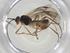 (alyMalaise01 Malaise8282 - CBG-A36068-G07)  @11 [ ] CreativeCommons - Attribution Share - Alike (2024) Centre for Biodiversity Genomics Centre for Biodiversity Genomics