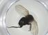  (Phytomyptera Malaise1641 - CBG-A36072-C09)  @11 [ ] CreativeCommons - Attribution Share - Alike (2024) Centre for Biodiversity Genomics Centre for Biodiversity Genomics